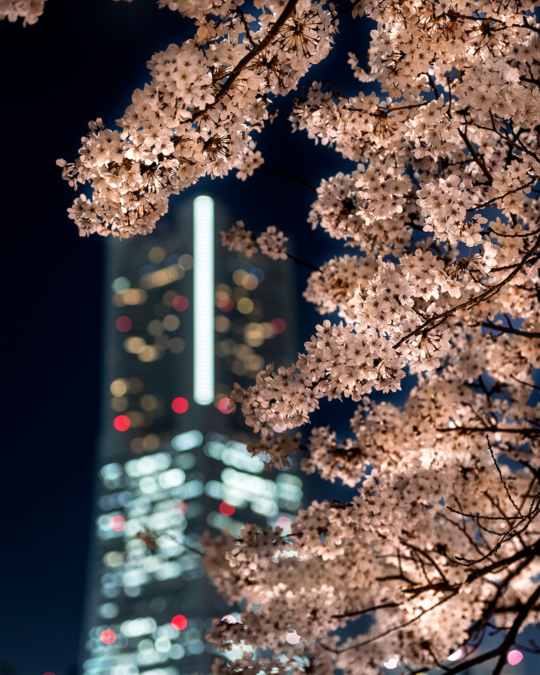 春の夜桜