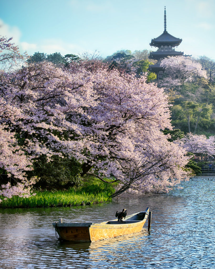 三渓園の日中の桜