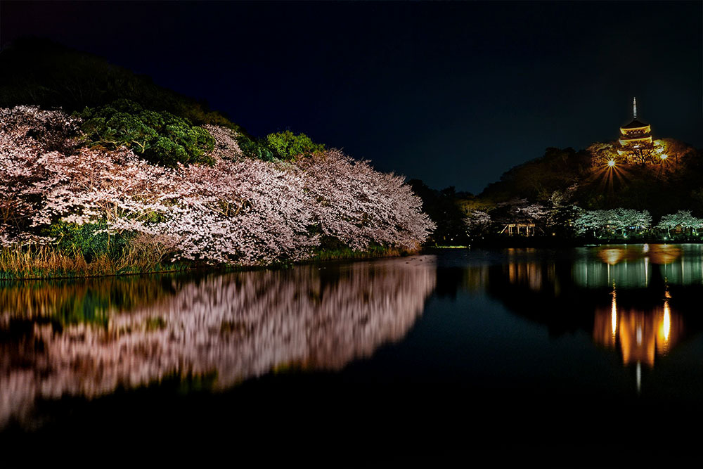 三溪園の概要と夜桜の魅力