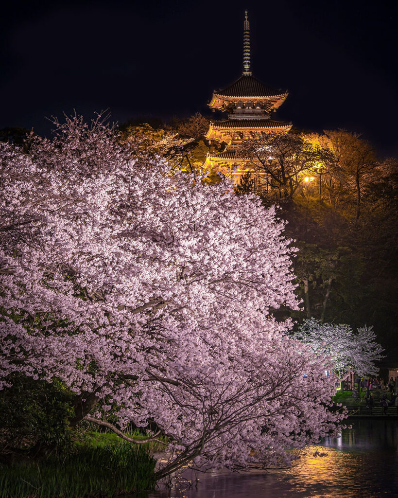 三渓園の夜桜