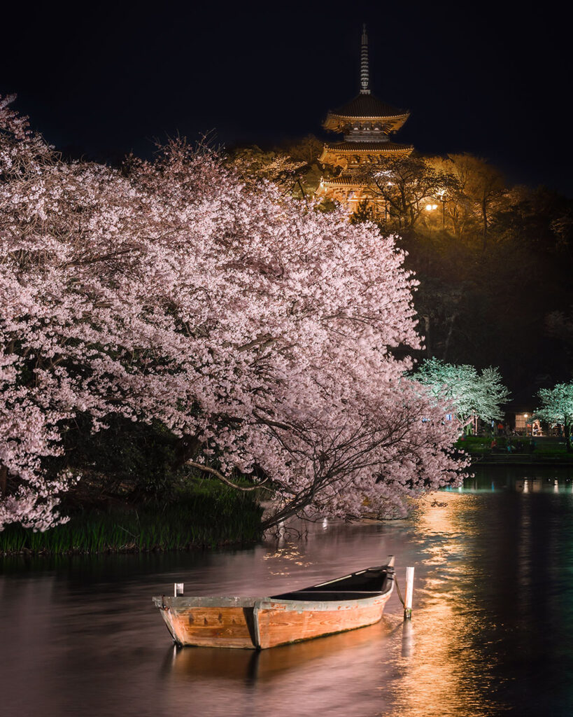 三渓園の夜桜