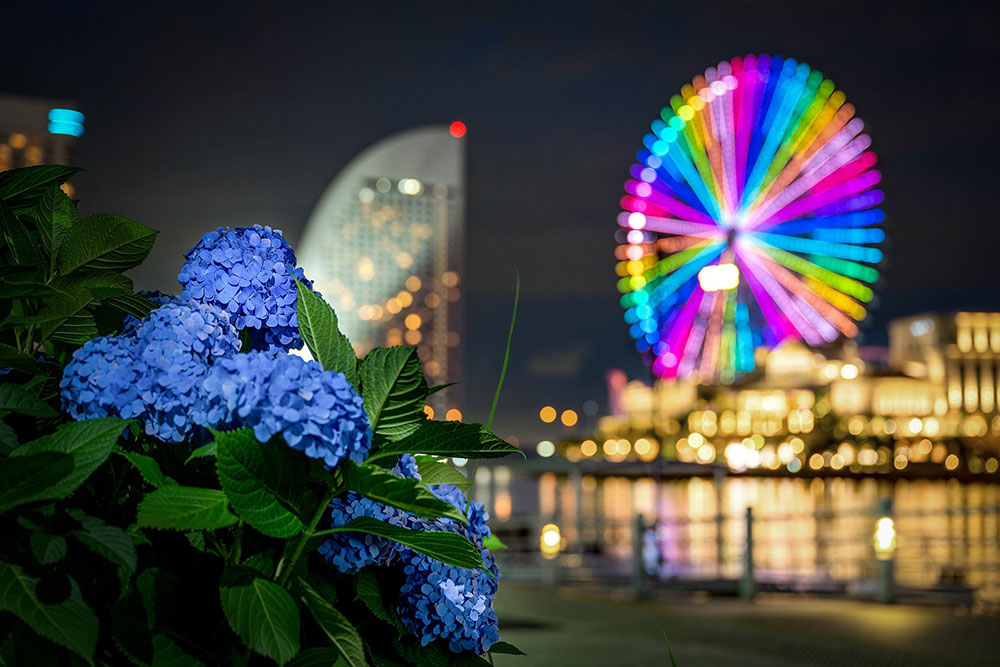 日本丸メモリアルパークの夜の紫陽花と観覧車