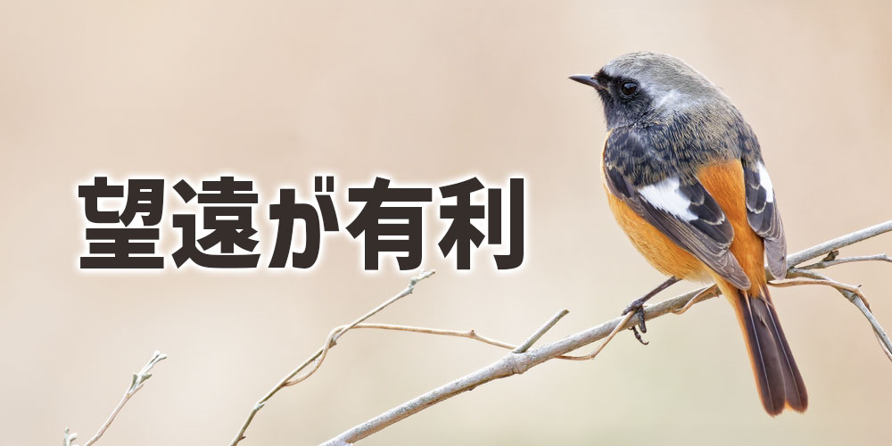 望遠撮影でAPS-Cが有利と言われる理由