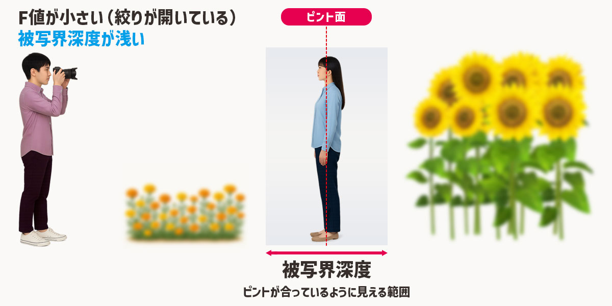 被写界深度が「浅い」とは、ピントが合って見える範囲がとても狭くなる状態のことです。